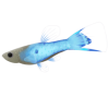 Blue Endler Guppy (Art by: #386310)